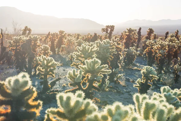Saguaro Nemzeti Park Természetvédelmi Táj — Stock Fotó