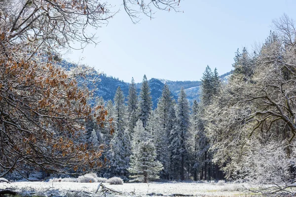 Pintoresco Bosque Cubierto Nieve Invierno —  Fotos de Stock