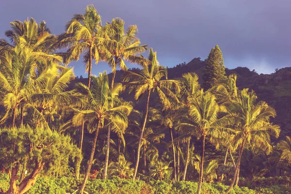 Pittoresk Utsikt Över Hawaii Island — Stockfoto