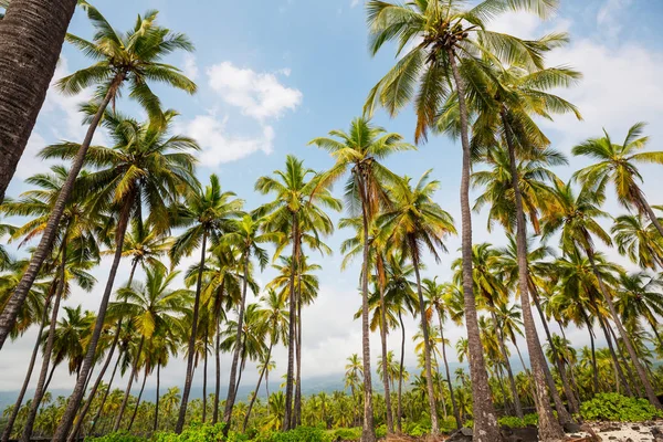 Piantagione Palme Sull Isola Tropicale — Foto Stock