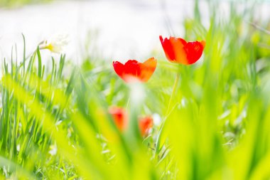Lale çiçek yakın çekim 