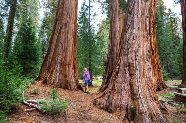 Yaz mevsiminde Sequoias Ormanı