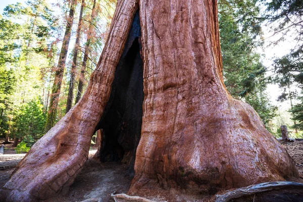 Sequoias Skogen Sommersesongen – stockfoto
