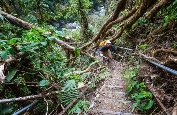 在绿色热带丛林中远足 哥斯达黎加 中美洲 — 图库照片