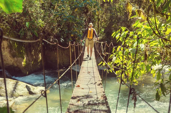 Hiking Green Tropical Jungle Costa Rica Central America — Stock Photo, Image