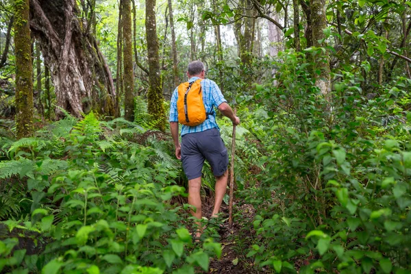 Randonneur Sur Sentier Dans Jungle Verte Hawaï États Unis — Photo