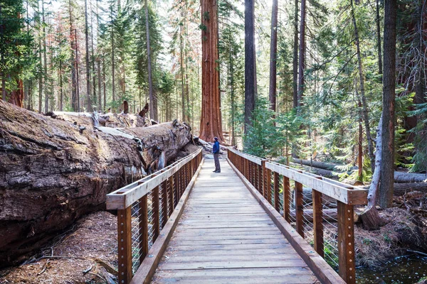 Yaz Mevsiminde Sequoias Ormanı — Stok fotoğraf