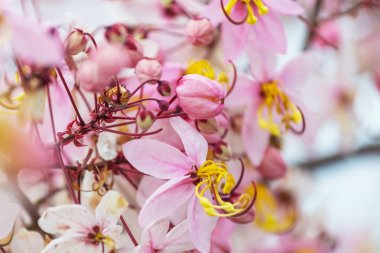 Tropikal bahçe çiçek yakın çekim 