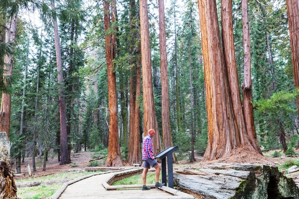 Bosque Sequoias Temporada Verano —  Fotos de Stock