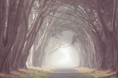 Misty trees alley in foggy weather. clipart