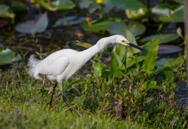 Snowy egret in Everglades National Park, Florida. clipart