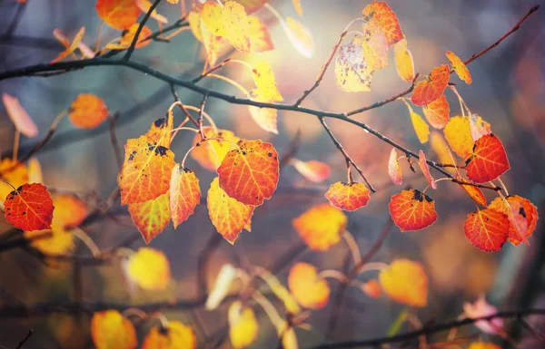 秋天五彩斑斓的黄叶 特写镜头 适用于背景图片 — 图库照片