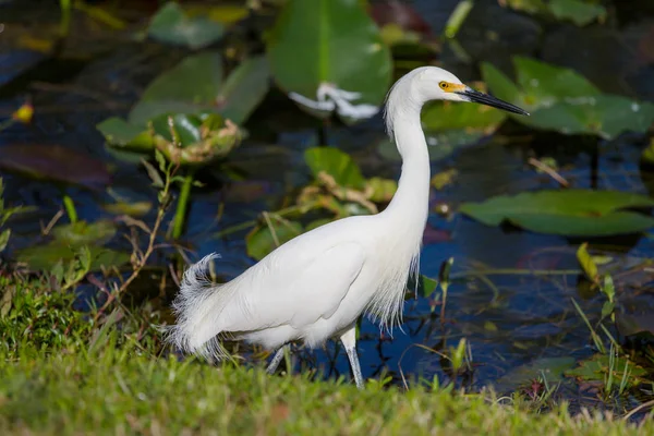 Aigrette Neigeuse Dans Parc National Des Everglades Floride — Photo