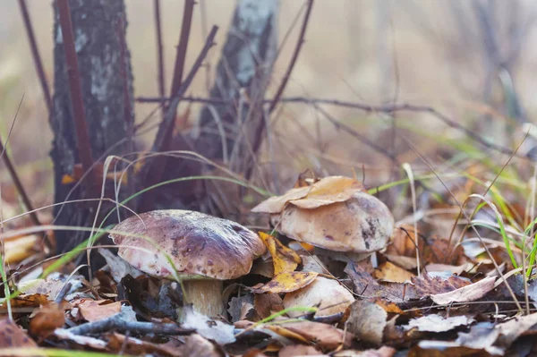 Cogumelos Floresta Outono — Fotografia de Stock
