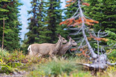 Yeşil çayır geyiği, ABD
