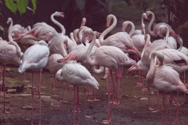 Peru 'daki Flamingo' yu kapatın.