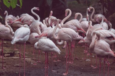 Flamingo in Peru close up clipart