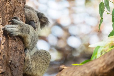 Şirin koala yakın çekim