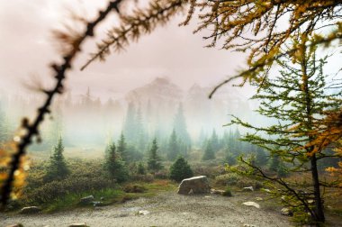 Kanada 'daki dağlarda güzel altın tarlalar. Sonbahar sezonu.