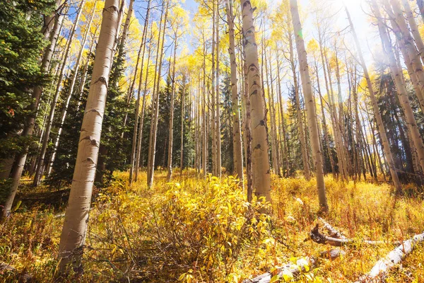 Colorida Escena Bosque Soleado Temporada Otoño Con Árboles Amarillos Día —  Fotos de Stock