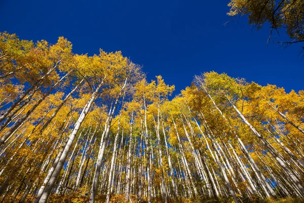 Colorful Sunny Forest Scene Autumn Season Yellow Trees Clear Day — Stock Photo, Image