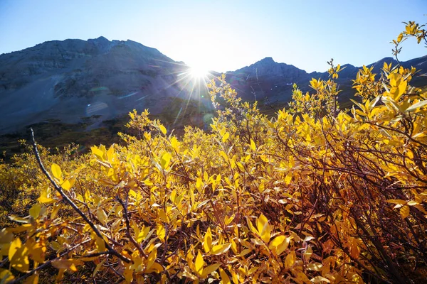 Colorful Yellow Autumn Colorado United States Fall Season — Stock Photo, Image