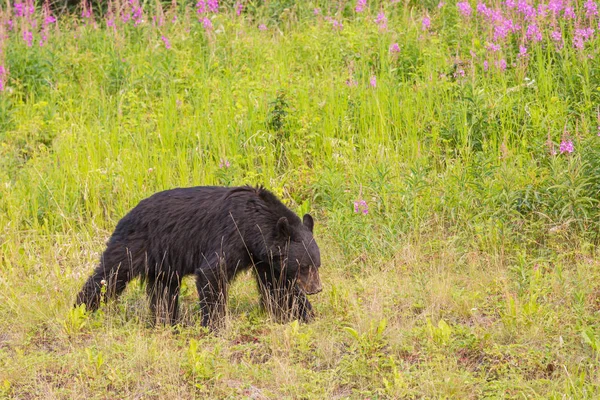 Oso Negro Bosque Canadá Temporada Verano — Foto de Stock