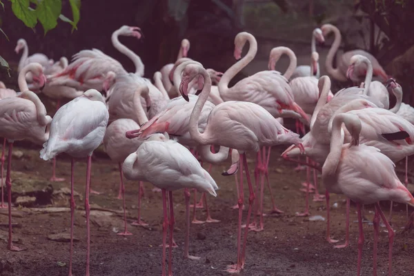 Flamingo Peru Zavřít — Stock fotografie