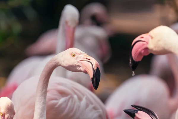 Flamingo Στο Περού Κοντά — Φωτογραφία Αρχείου