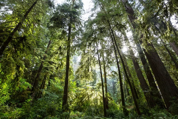 초목이 강우림 — 스톡 사진