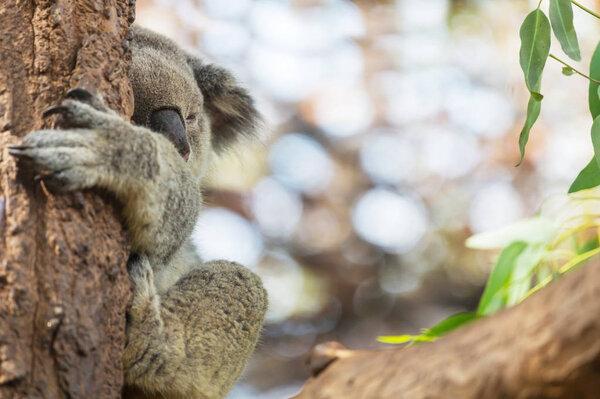 A cute koala close up