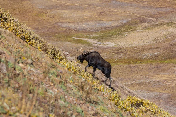 Alce Bosque Otoño Naturaleza Fauna Estados Unidos — Foto de Stock