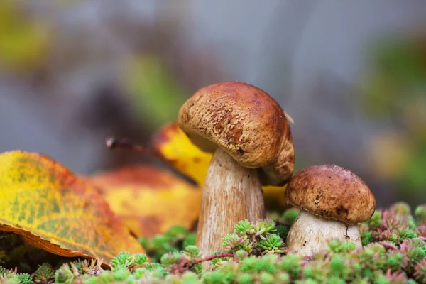 秋天森林里的蘑菇 — 图库照片