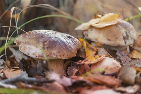 Mushrooms Autumn Forest — Stock Photo, Image