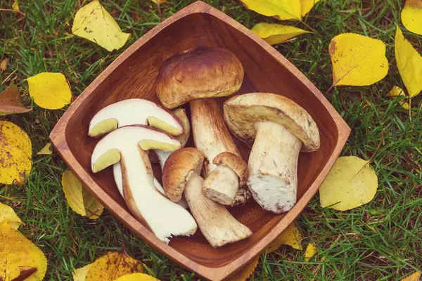 Funghi Commestibili Cucina Nella Stagione Autunnale — Foto Stock