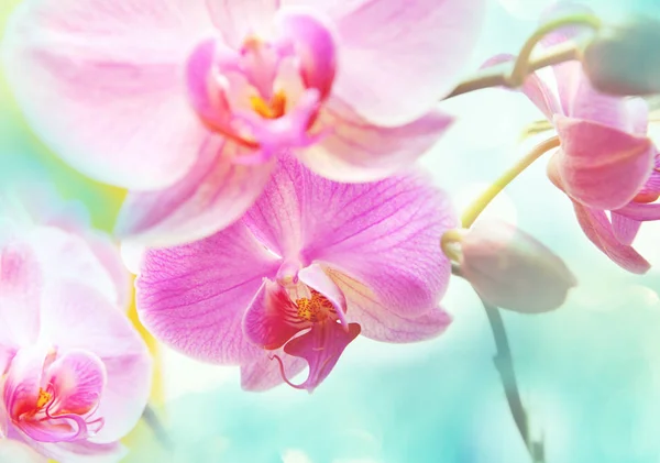 Orchids Flowers Green Summer Forest — Stock Photo, Image