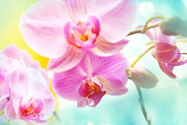 Orchideeën Bloemen Groen Zomerwoud — Stockfoto