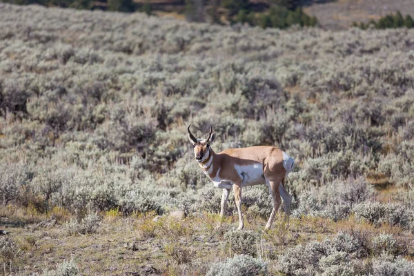 Pronghorn Antilop Amerikanska Prärien Utah Usa — Stockfoto