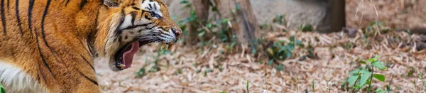 Tijgerfurie Van Dichtbij Het Bos — Stockfoto