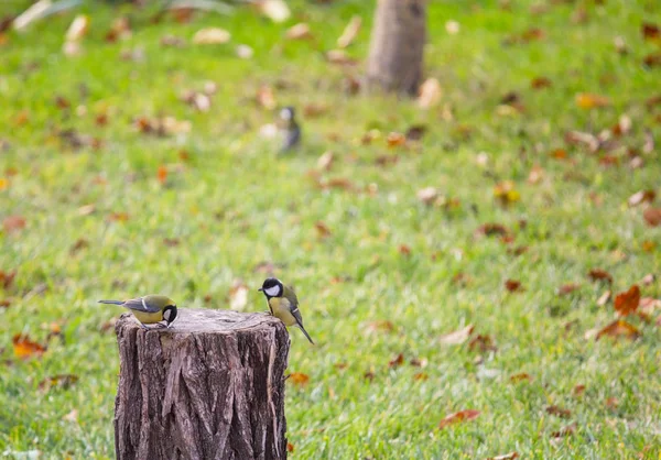 Mayor Pájaro Titmouse Sentado Una Lata Semillas —  Fotos de Stock