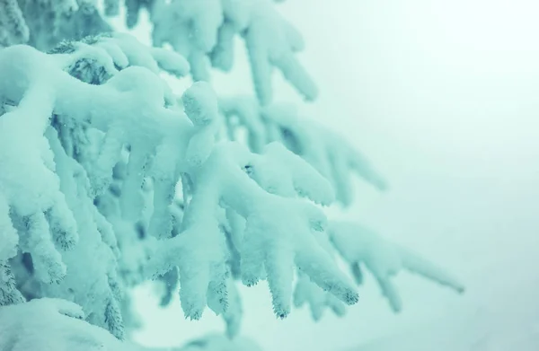 Natursköna Snötäckta Skogar Vintersäsongen Bra För Jul Bakgrund — Stockfoto