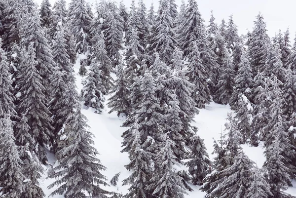 冬の季節には雪に覆われた森 クリスマスの背景に良い — ストック写真