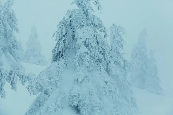 冬季的风景雪地森林 圣诞节背景不错 — 图库照片