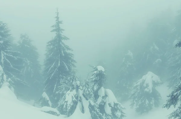Malowniczy Las Pokryty Śniegiem Sezonie Zimowym Dobre Boże Narodzenie Tło — Zdjęcie stockowe
