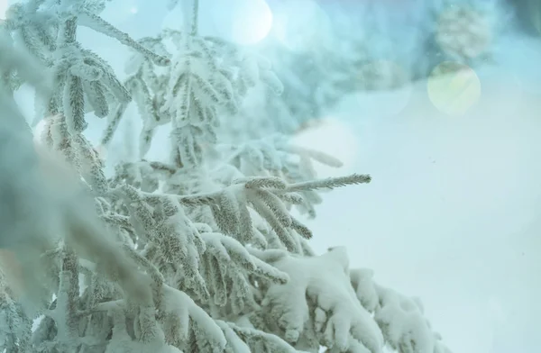 Árboles Cubiertos Nieve Bosque Invierno — Foto de Stock