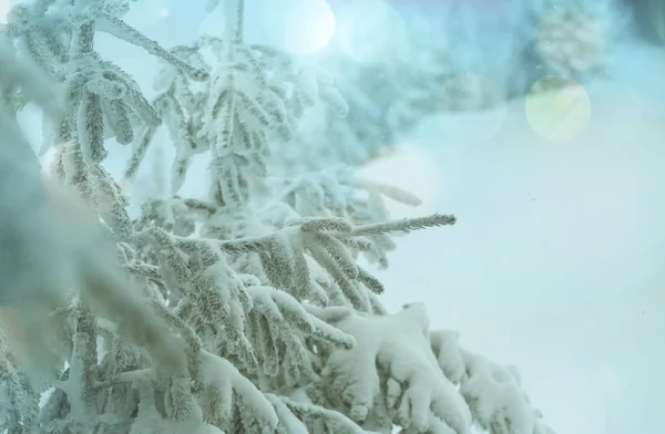 Snow Covered Trees Winter Forest — Stock Photo, Image