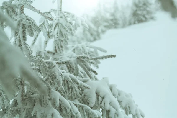 Alberi Innevati Nella Foresta Invernale — Foto Stock