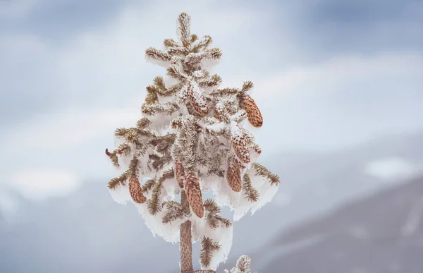 Fundo Inverno Abeto Coberto Neve Com Cones — Fotografia de Stock