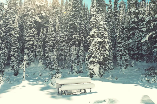 森の中の冬景色 — ストック写真