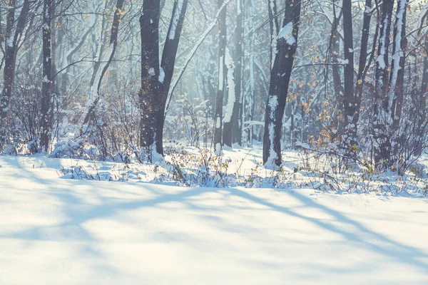 Natursköna Snötäckta Skogar Vintersäsongen Bra För Jul Bakgrund — Stockfoto